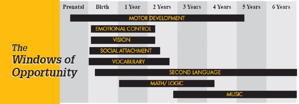 Learning Windows and Children's Brain Development | SG Classes Online